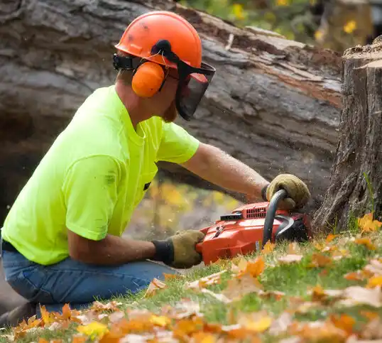 tree services Claverack-Red Mills